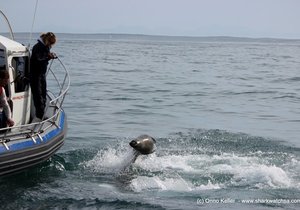 Seal vs Shark - An Attempted Predation